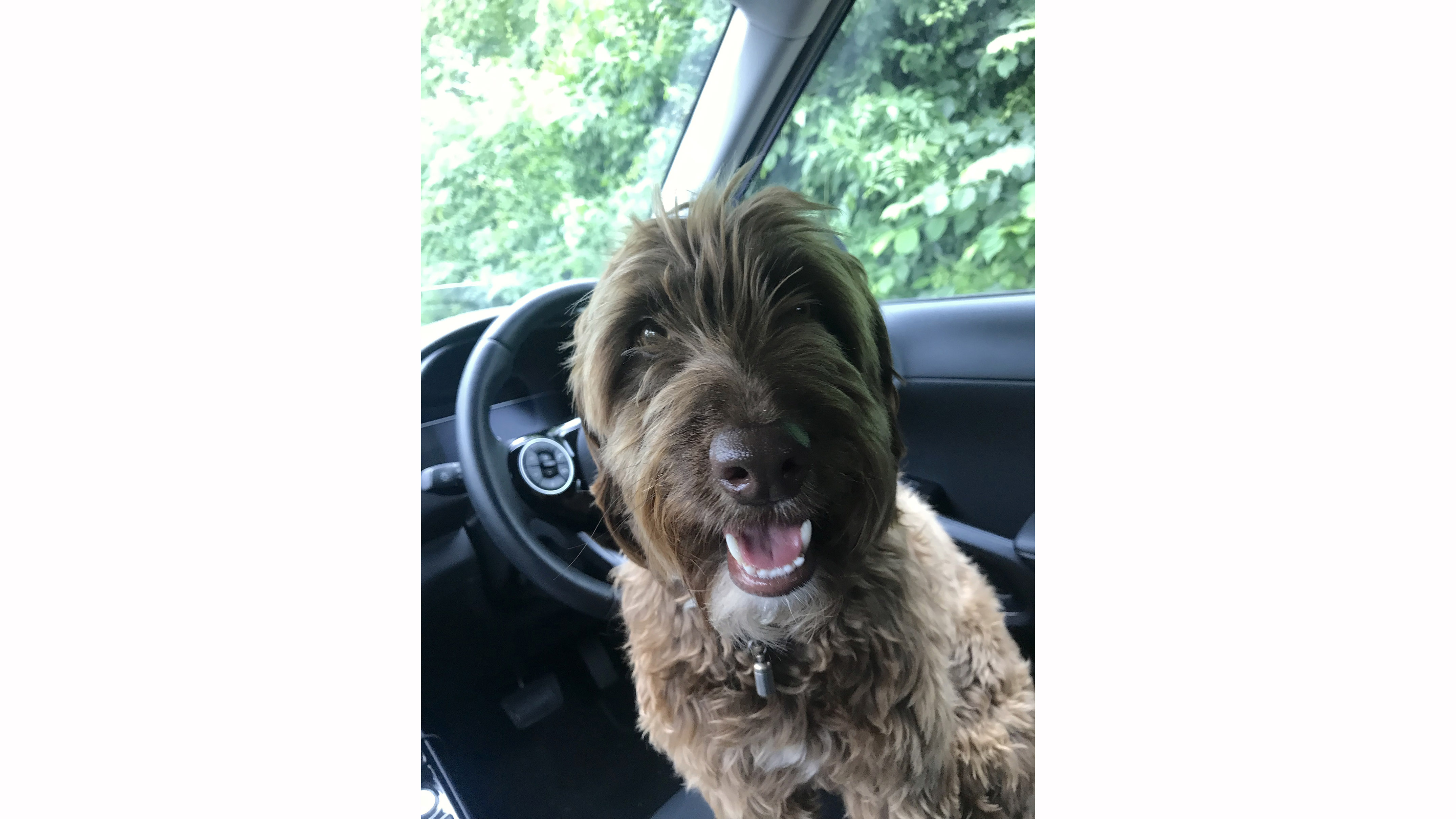Kia Soul EV dog friend