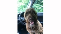 Kia Soul EV dog friend