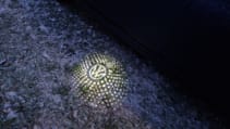 VW Logo from door light displayed on a snowy ground