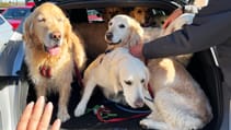 Dogs in cars