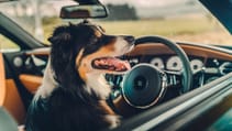 Dogs in cars