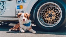 Dogs in cars