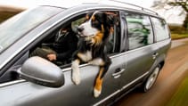 Dogs in cars