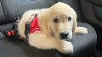 Dogs in cars