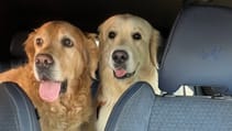 Dogs in cars