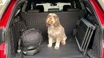 Dogs in cars
