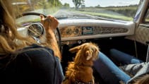 Dogs in cars