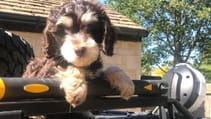 Dogs in cars