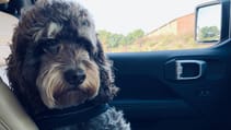 Dogs in cars