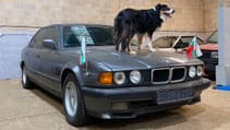 Dogs in cars