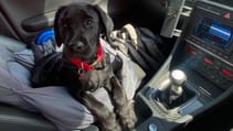 Dogs in cars