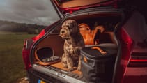 Dogs in cars