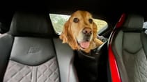 Dogs in cars
