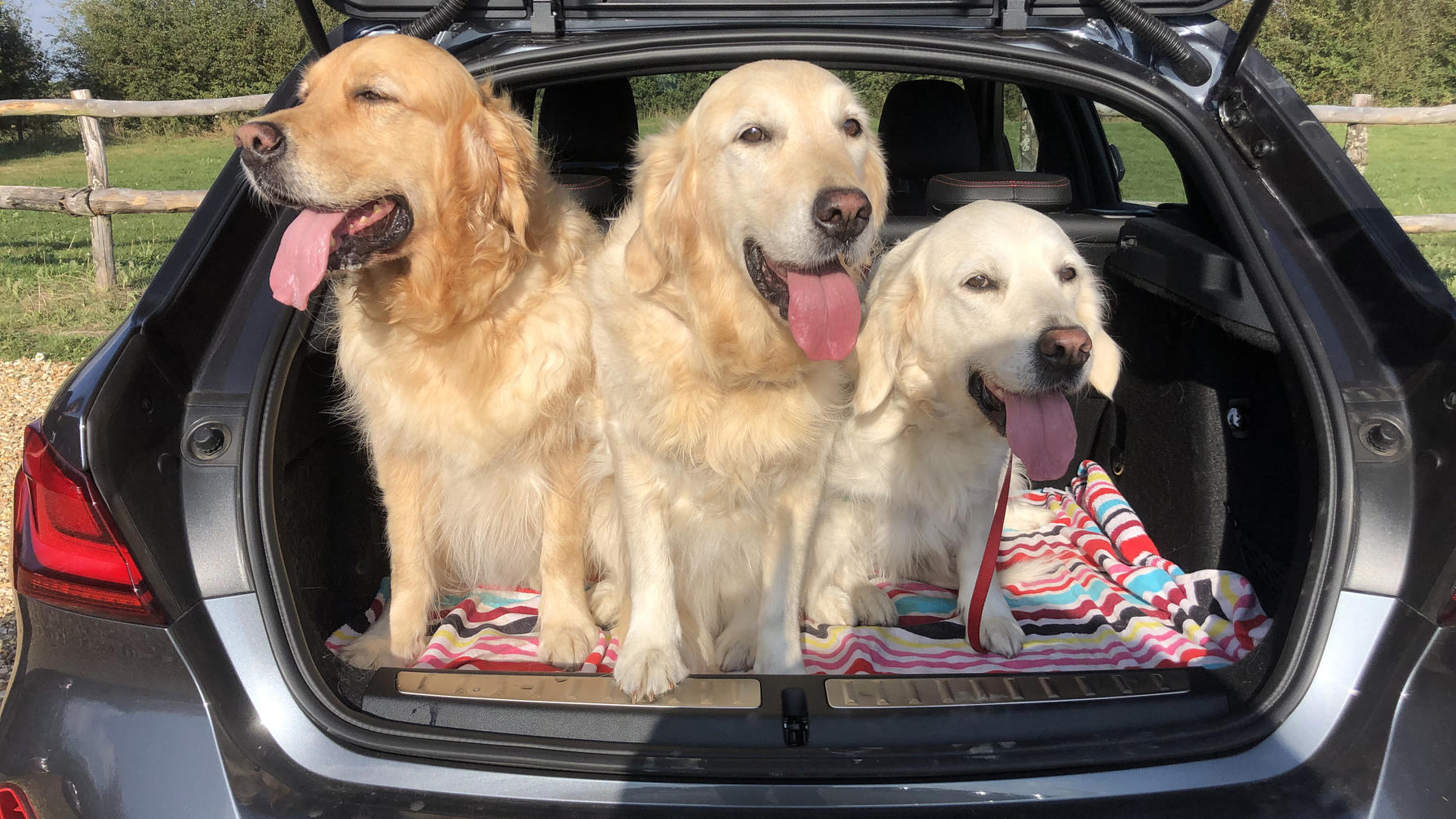 Dogs in cars