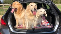 Dogs in cars