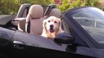 Dogs in cars