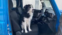 Dogs in cars