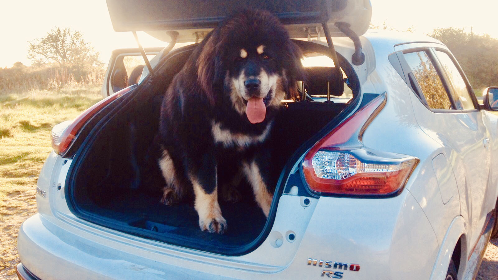 Dogs in cars