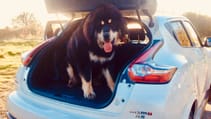 Dogs in cars