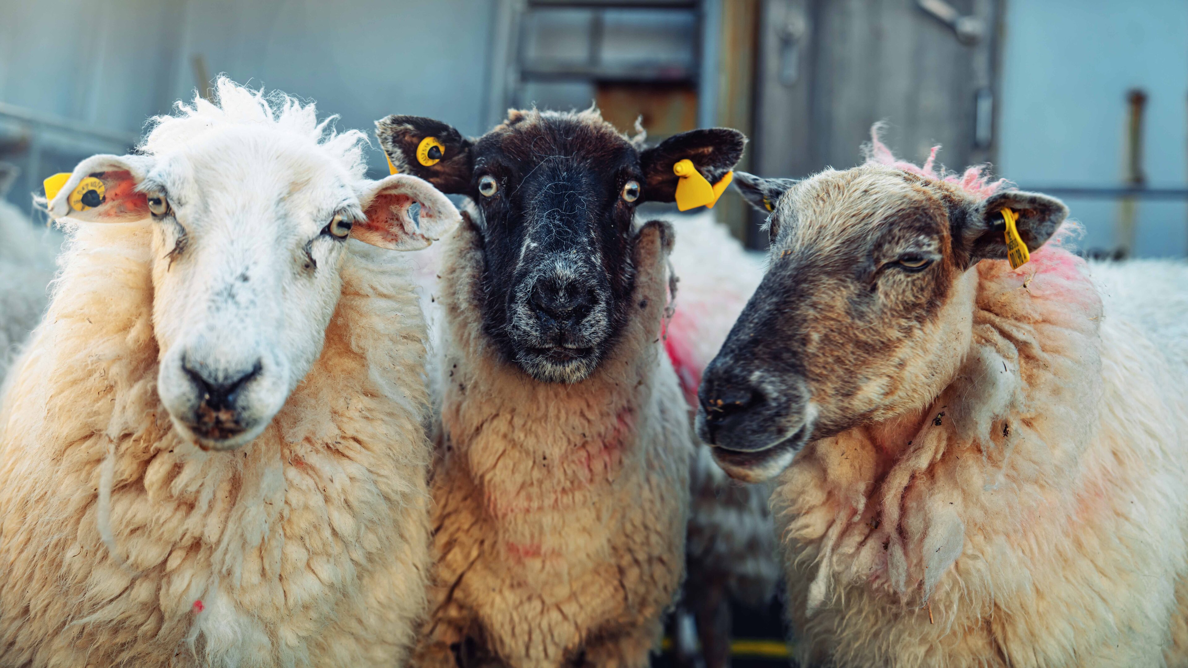 Sheep