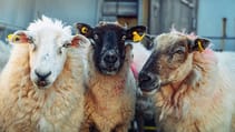 Sheep