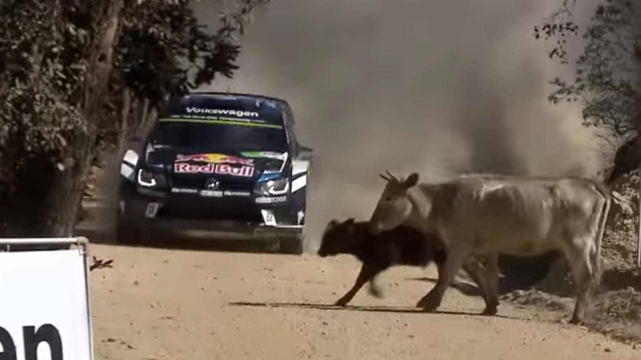 Video watch a rally driver nearly wipe out a cow Top Gear