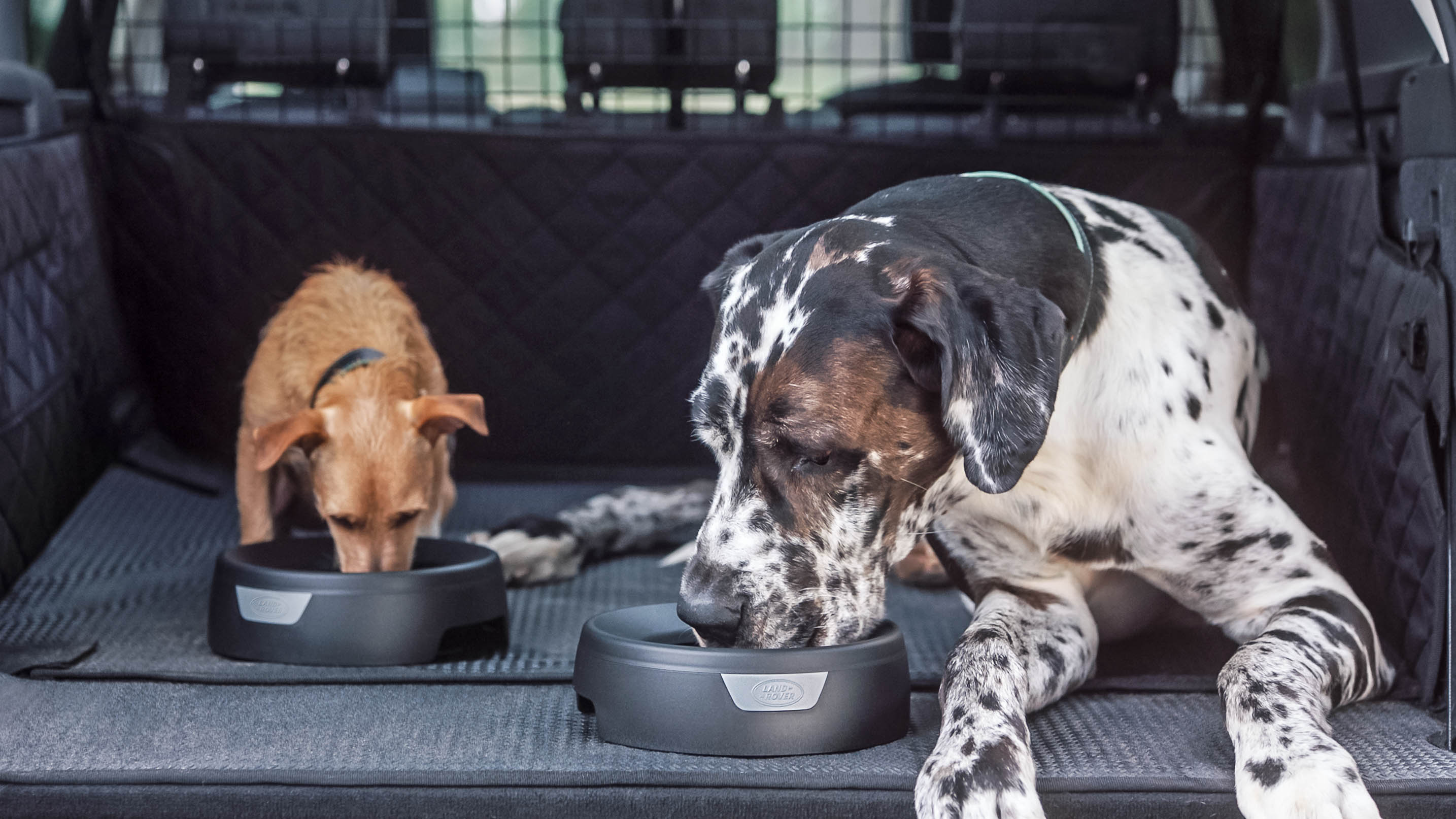 Are Rovers Only For Dogs