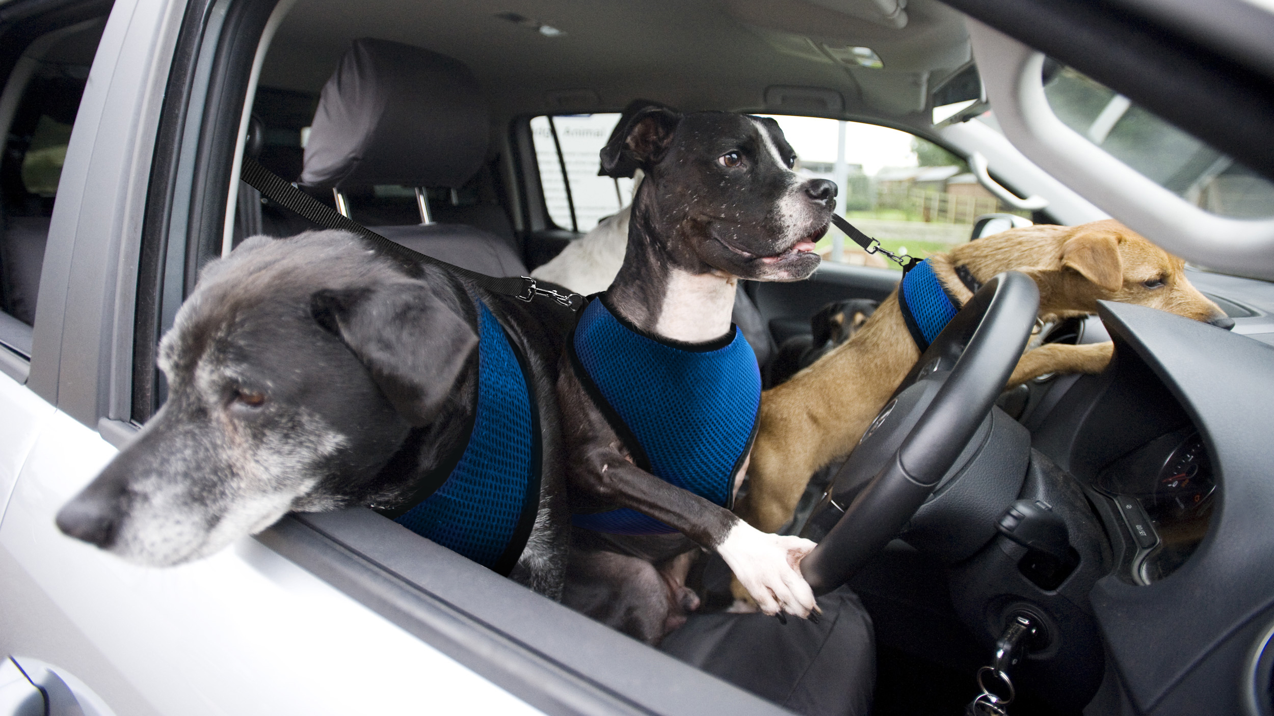 Paper House Magnet Set Ruff Life Dogs Canines X 4 Glasses Riding in Car Woof 
